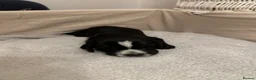Mixed Breed dogs for sale: Only 2 Beautiful male Cockermatians left!!!! - Advert 29