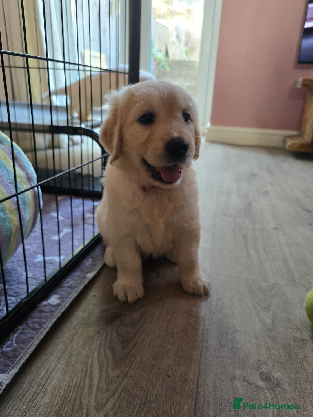Goldendoodle dogs for sale: Goldendoodle retriever  - Image 37