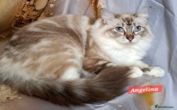Ragdoll cats for sale: Exceptional bloodlines Ragdolls 💞💞 - Image 27