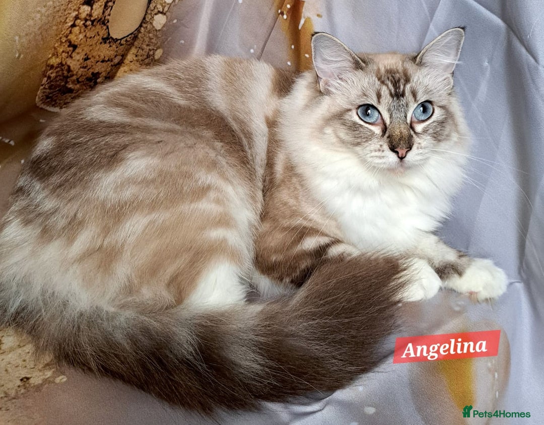 Ragdoll cats for sale: Exceptional bloodlines Ragdolls 💞💞 - Image 27