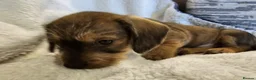 Dachshund dogs for sale: WIRE HAIRED STANDARD DACHSHUNDS  - Advert 5