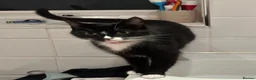 European cats for sale: TUXEDO KITTEN (FEMALE) - Advert 15