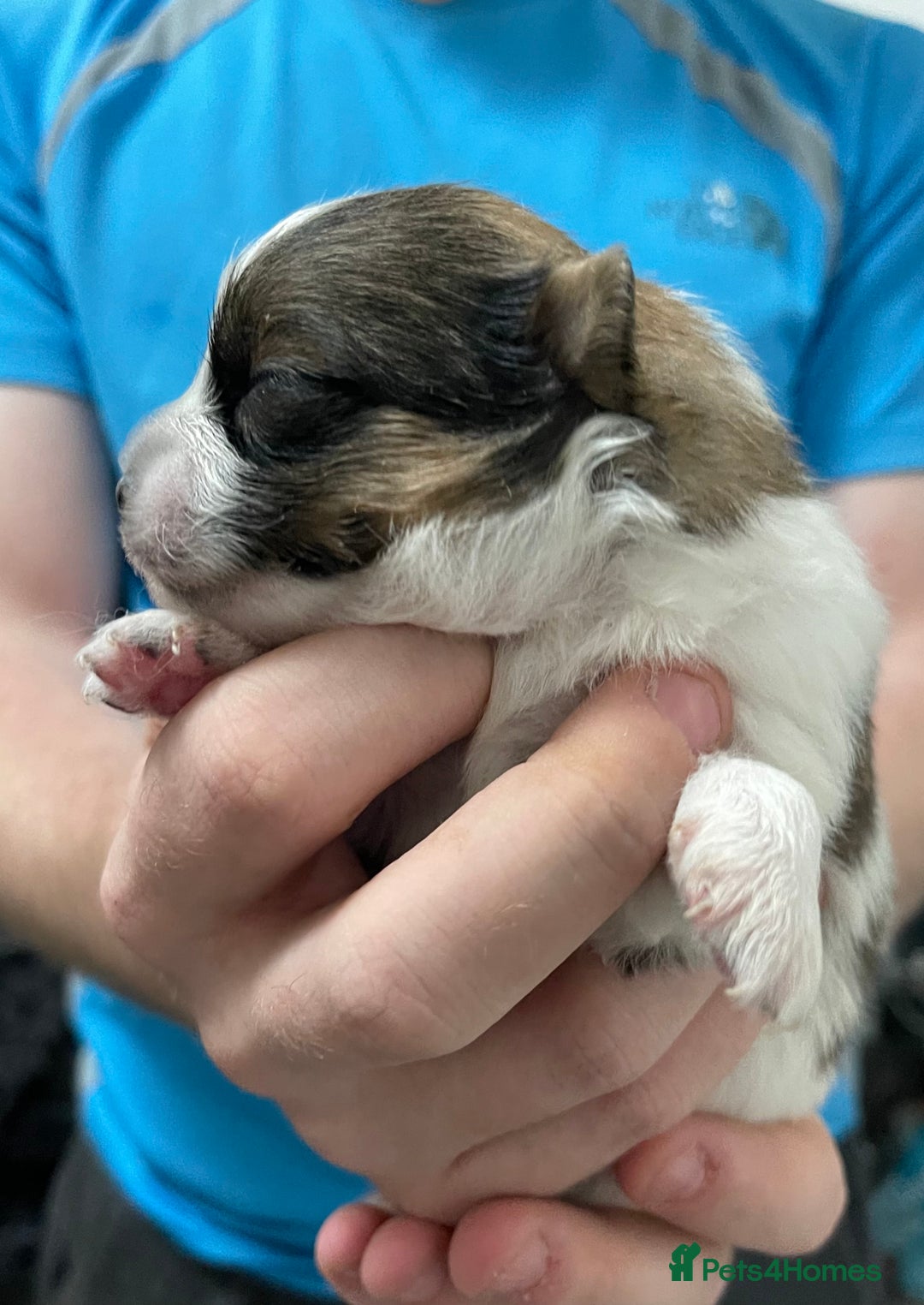 Pomeranian dogs for sale: ****7 Tri/parti Pom pups 3 girls left ** deposit - Image 8