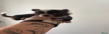Chihuahua 3