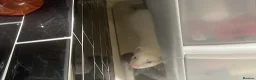 Ferret rodents for sale: Ferret in Reading - Advert 3
