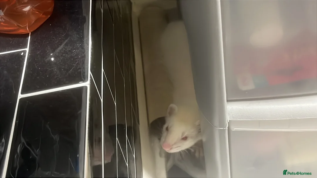 Ferret rodents for sale: Ferret in Reading - Advert 3