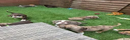 Olde English Bulldogge dogs for sale: Reduced!!✨Olde English Bulldogges ✨  - Advert 13
