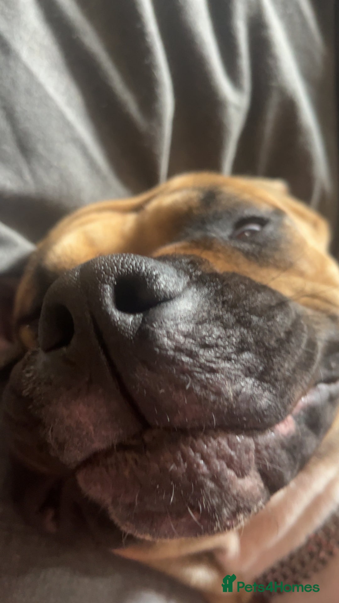 Cane Corso dogs for sale: cane corso girl - Image 2