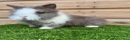 Lionhead rabbits for sale: Beautiful Double Maned Lionheads - Advert 8