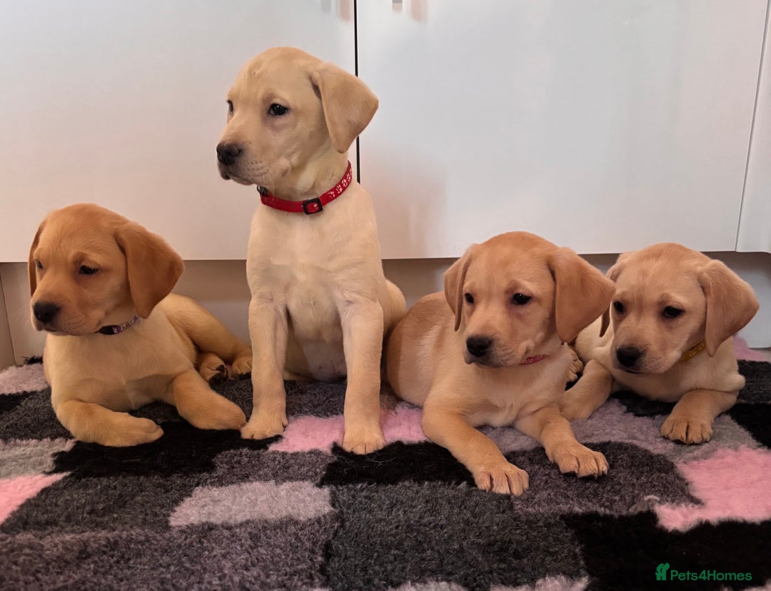Labrador Retriever dogs for sale: Health tested pedigree labrador puppies - Advert 5