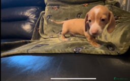 Miniature Dachshund dogs for sale: Kc registered Miniature dachshund puppies  - Image 10
