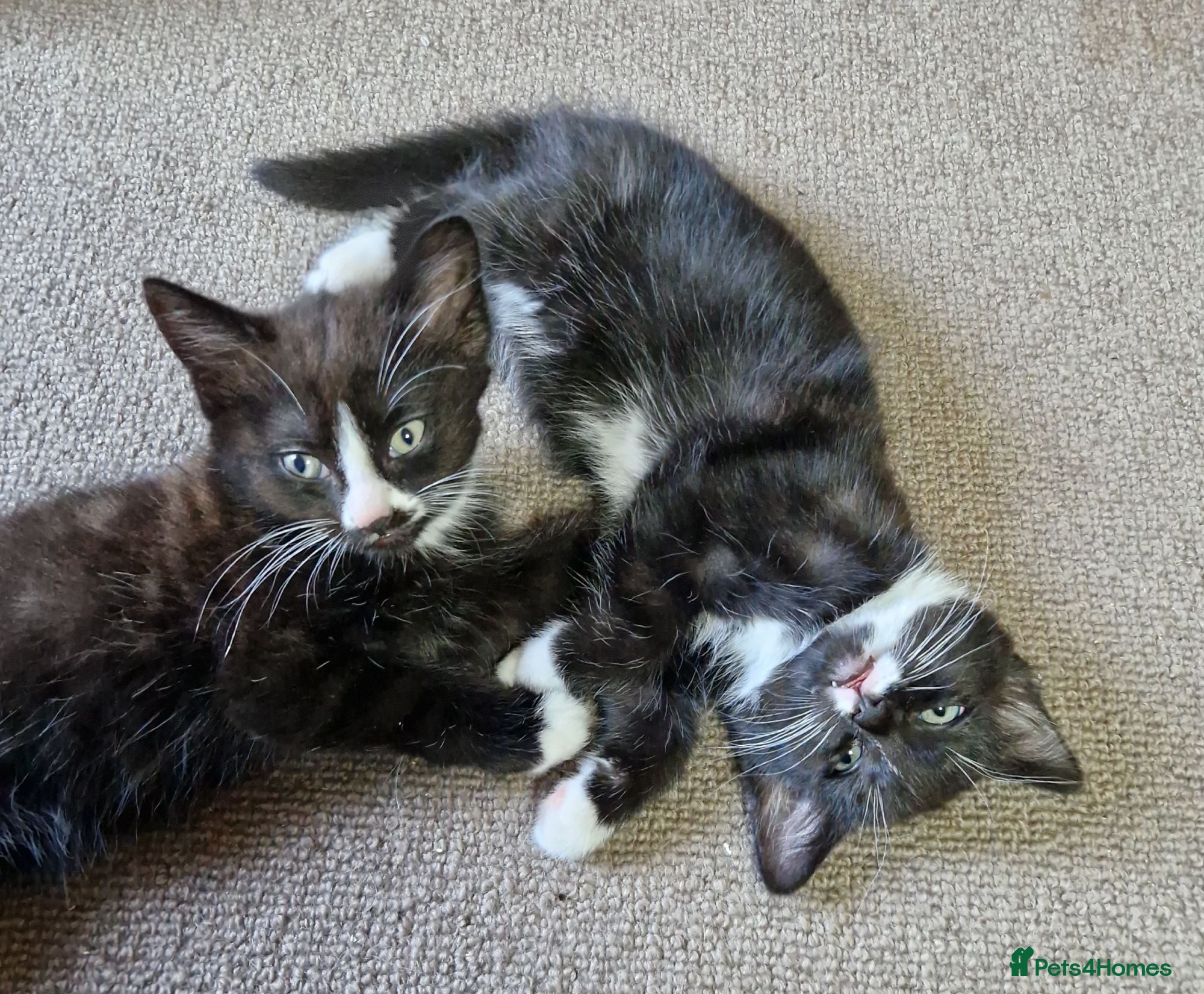 Mixed Breed cats Tobi and Poppy are looking for a new home - Advert 5