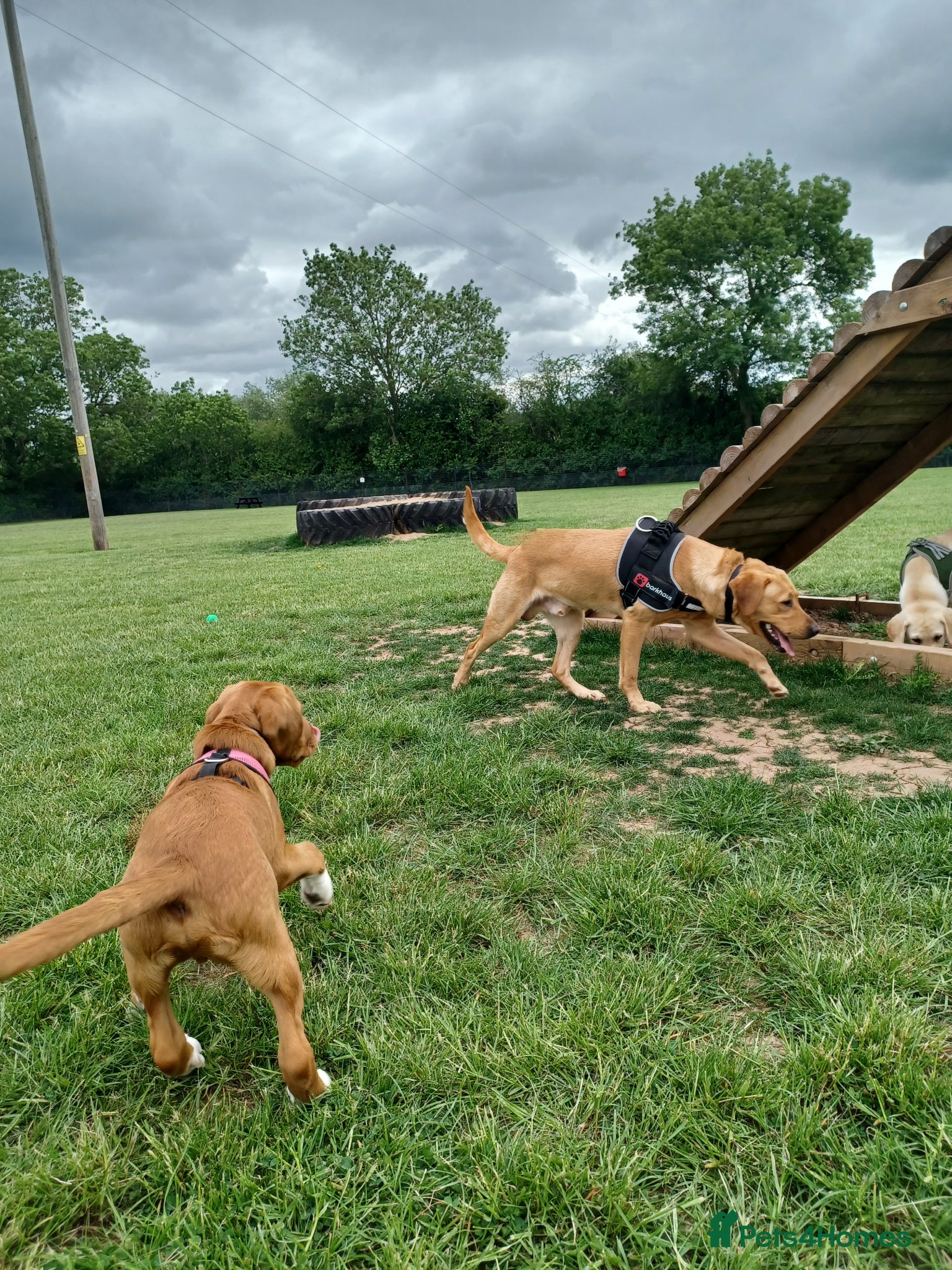 Labrador Retriever dogs for sale: Beautiful 20 month old red fox Labrador  in Hereford - Advert 5