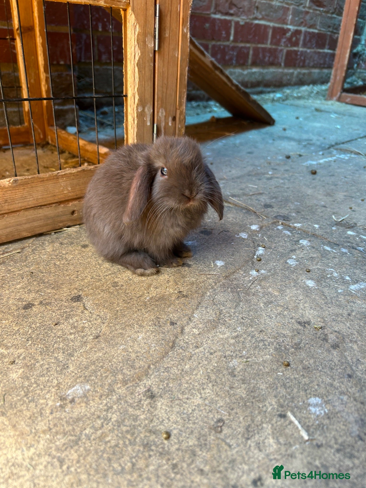 Mini Lop rabbits Beautiful Mini Lop bunnies - range of colours - Advert 2