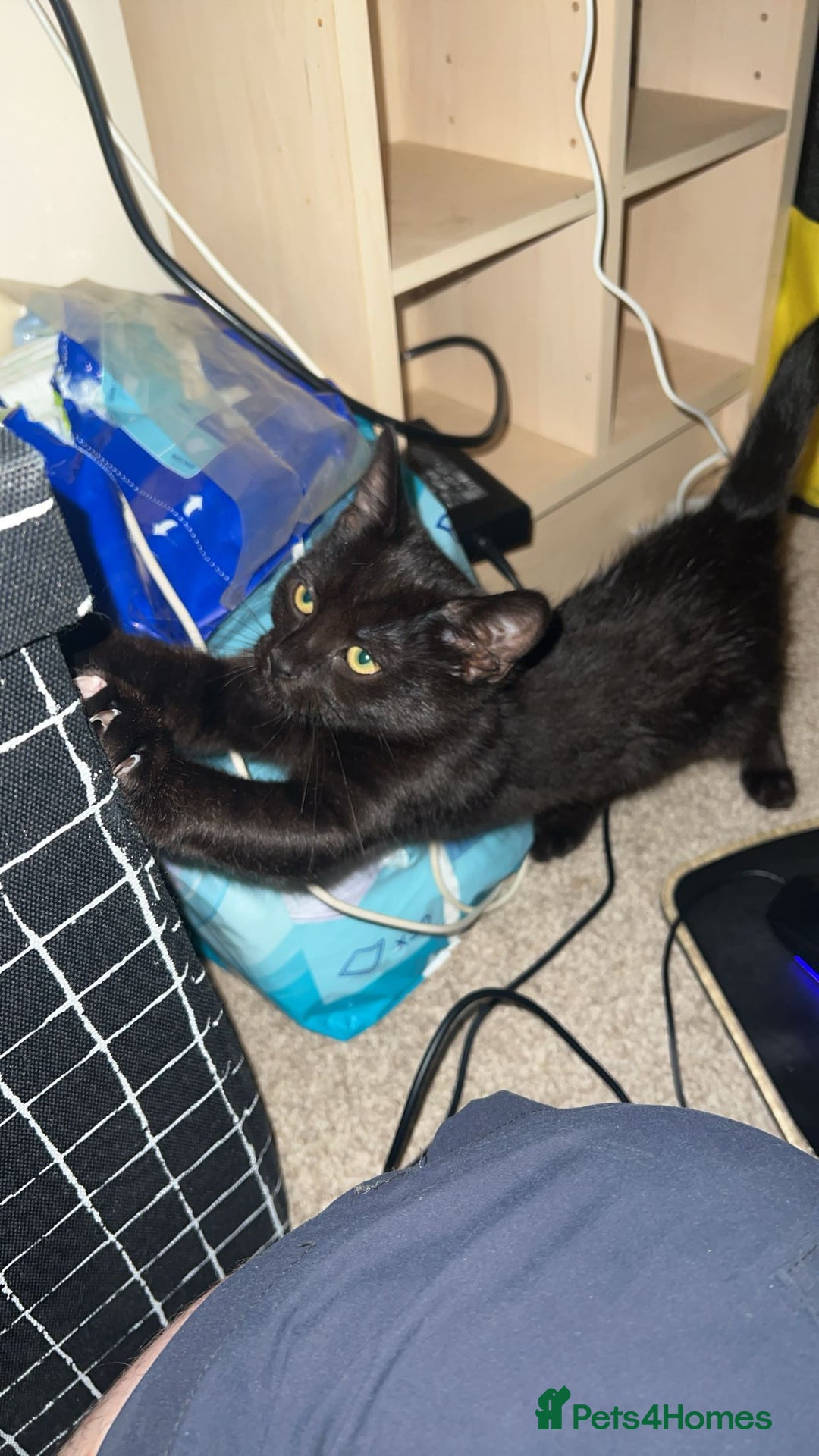 Domestic Shorthair cats for sale: 13 week old female kitten - Image 8