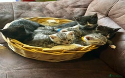 British Shorthair cats for sale: Gorgeous British Shorthair Kittens   - Image 38