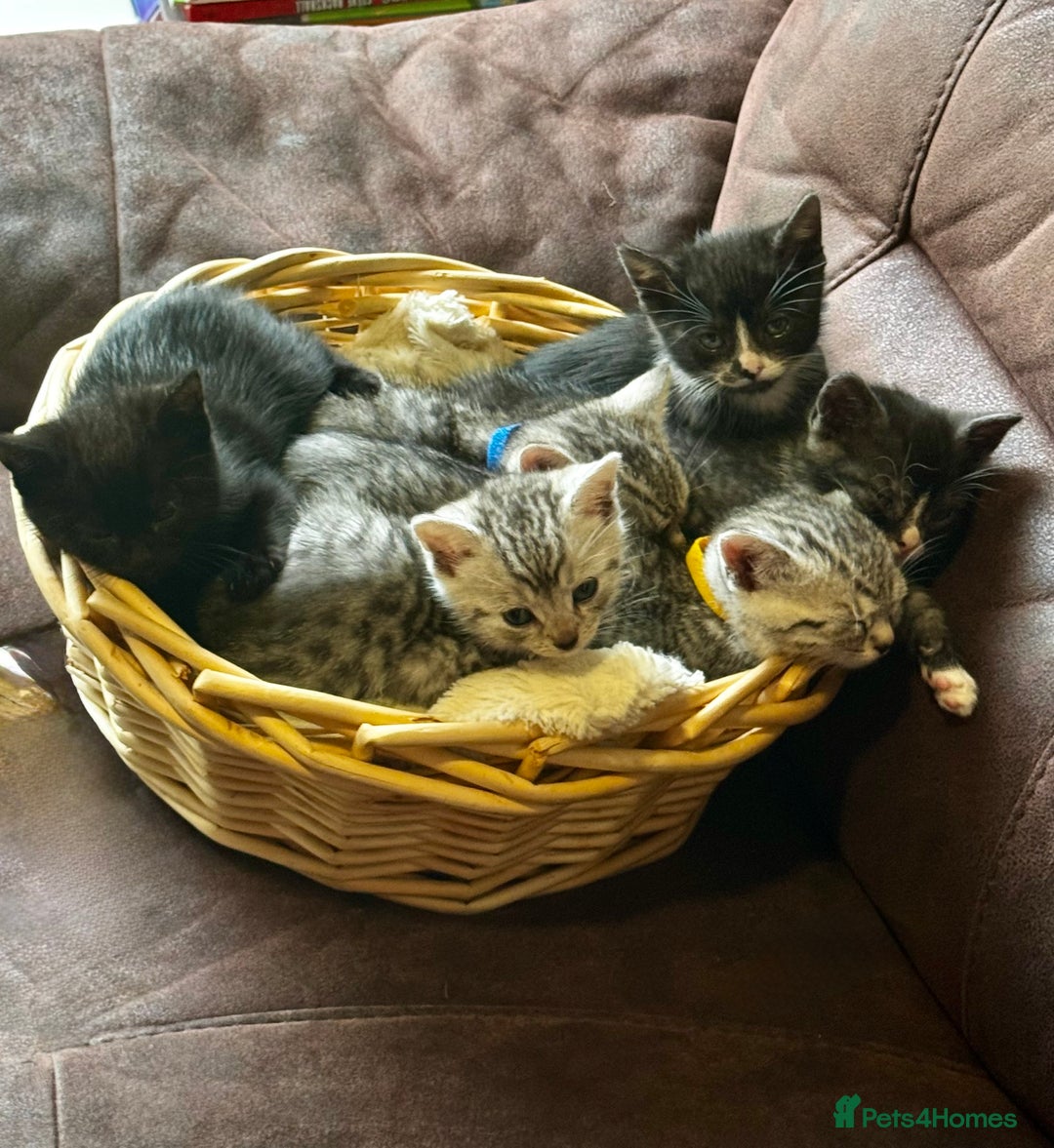 British Shorthair cats for sale: Gorgeous British Shorthair Kittens   - Image 38