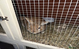 Mixed Breed rabbits for sale: Lovely male rabbit  - Image 8