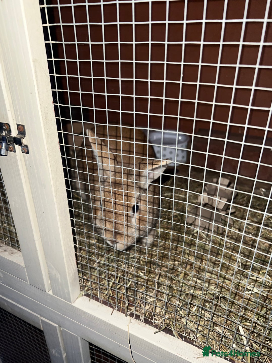Mixed Breed rabbits for sale: Lovely male rabbit  - Image 8