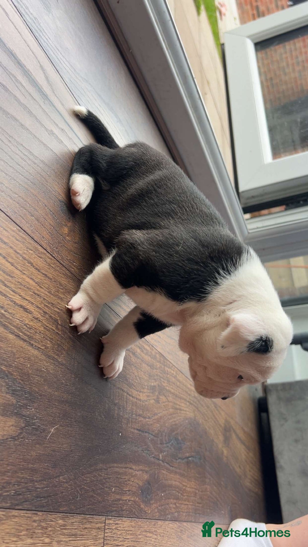 Alapaha Blue Blood Bulldog dogs for sale: IABBR registered Alapaha Blue Blood Bulldogs - Image 7