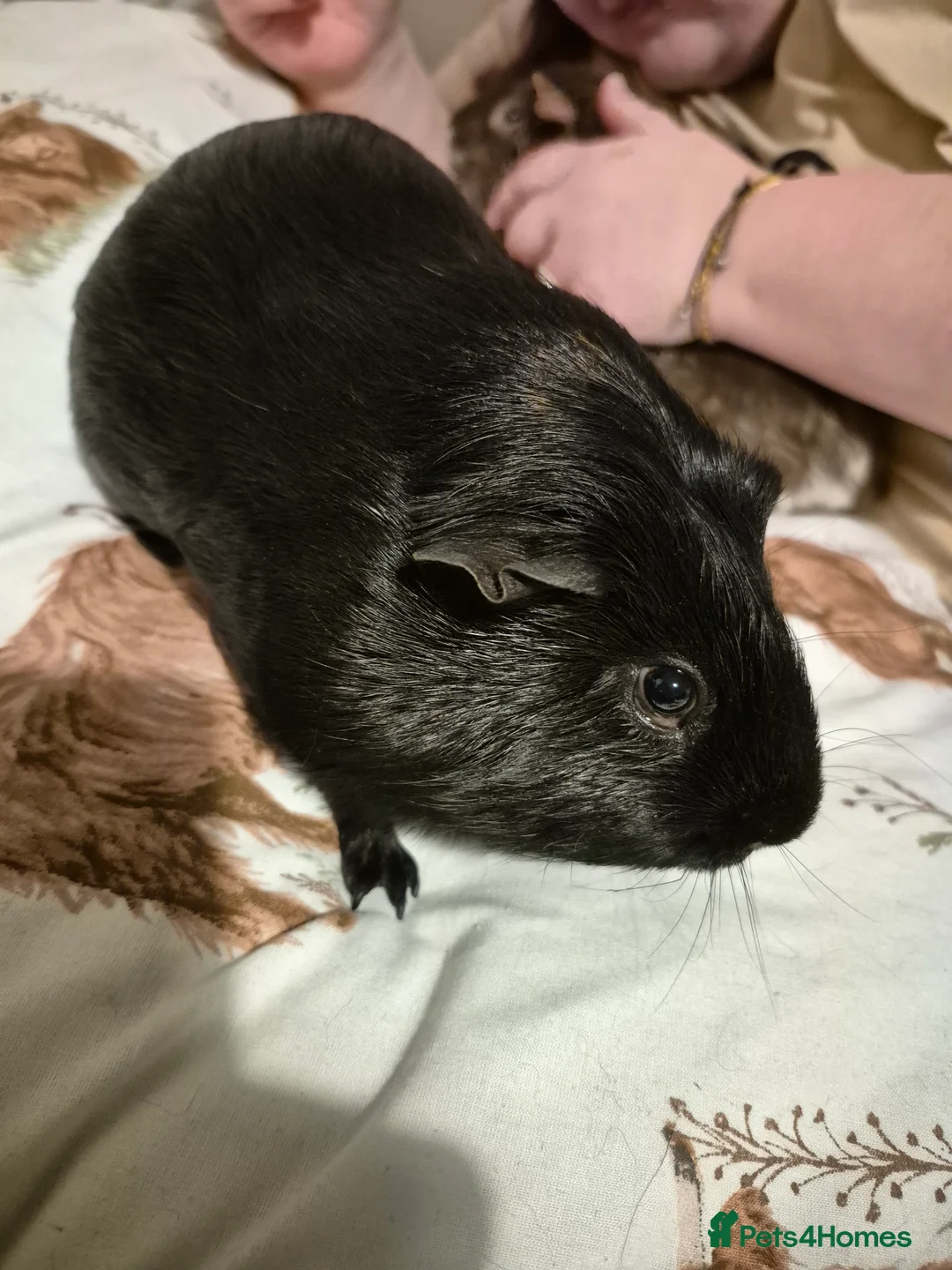 Guinea Pig rodents for sale: We need a loving home - Advert 5