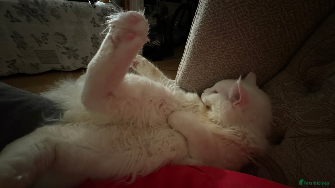 Maine Coon cats for stud: Maine Coon Male Available for Stud - Advert 3