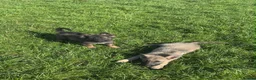 German Shepherd dogs for sale: 2 German Shepherd Pups in Huddersfield - Advert 4