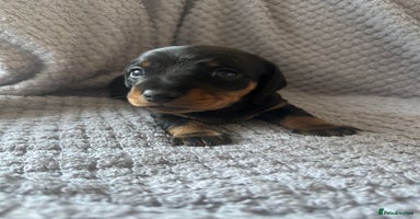 Miniature Dachshund dogs - Advert 5
