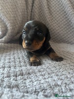 Miniature Dachshund dogs - Advert 5
