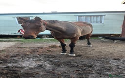 English Thoroughbred horses for sale: X2 safe stunning geldings alrounders - Image 7