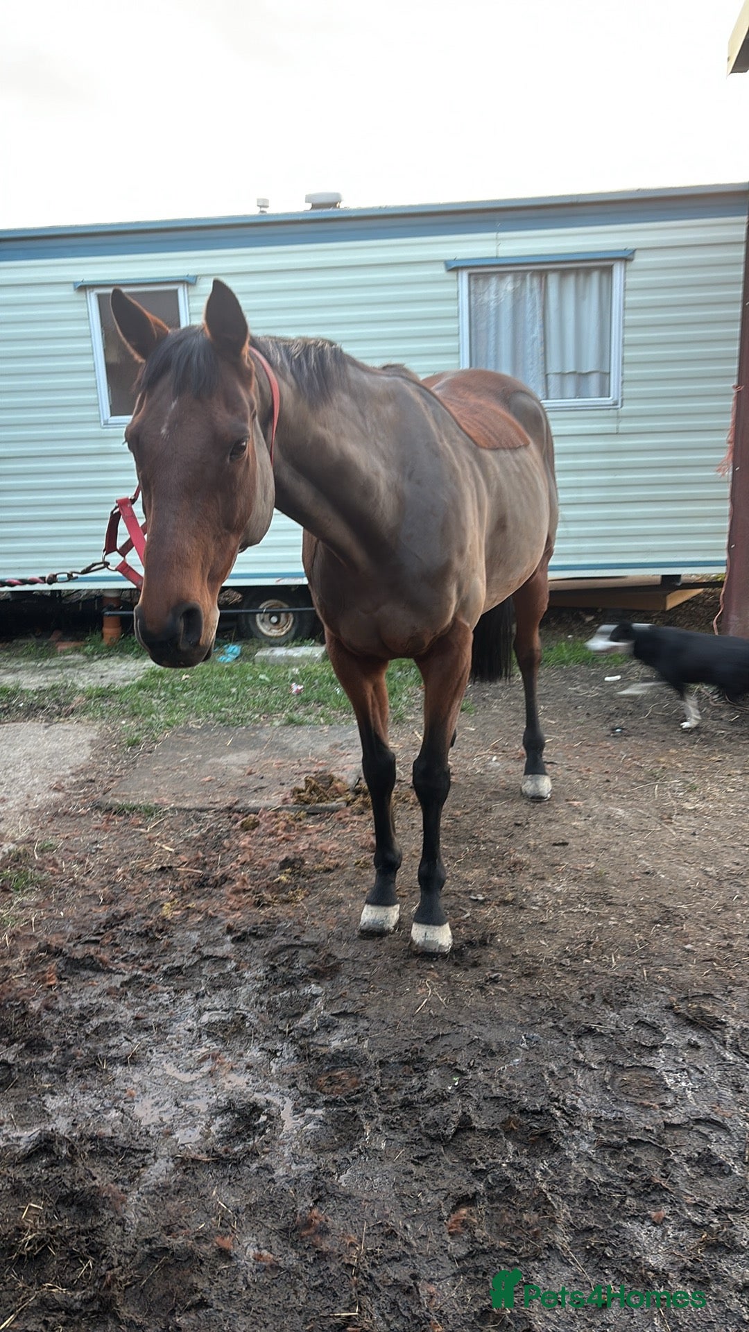 English Thoroughbred horses for sale: X2 safe stunning geldings alrounders - Image 7