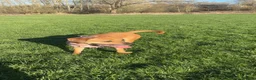 Mixed Breed dogs for sale: Name is zara in Chesterfield - Advert 3