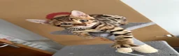 Bengal cats for sale: Bengal kittens - Advert 6