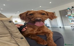 Labradoodle dogs for sale: Fully Health Tested Labradoodles F1B Deep Fox Red  - Advert 3