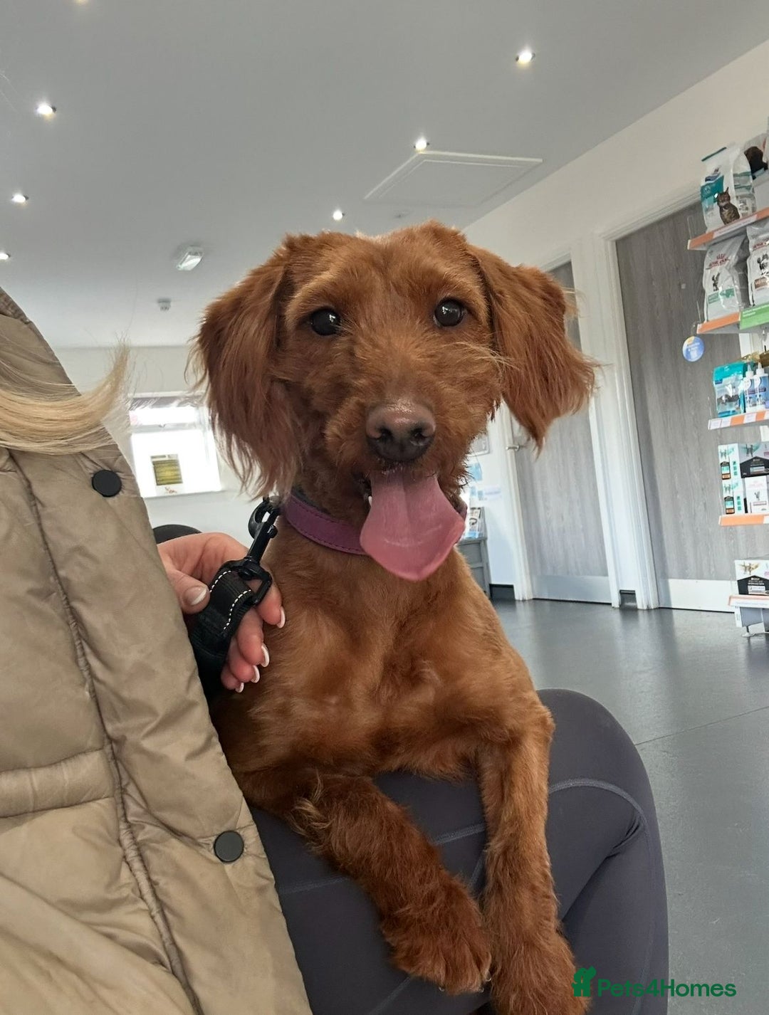 Labradoodle dogs for sale: Fully Health Tested Labradoodles F1B Deep Fox Red  - Advert 3