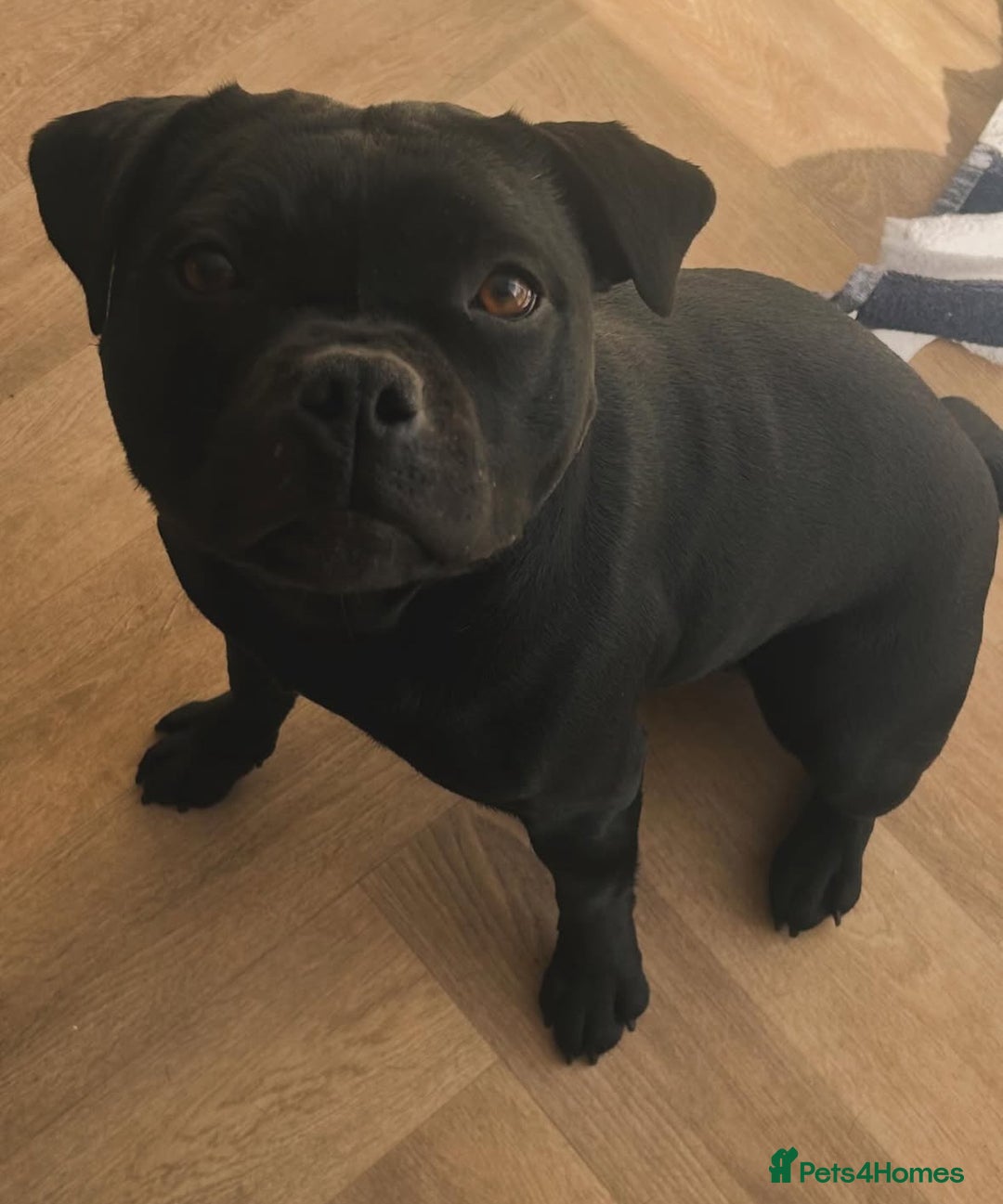 Staffordshire Bull Terrier dogs for sale: Pure Black Staffordshire Bull Terrier Litter - Advert 3