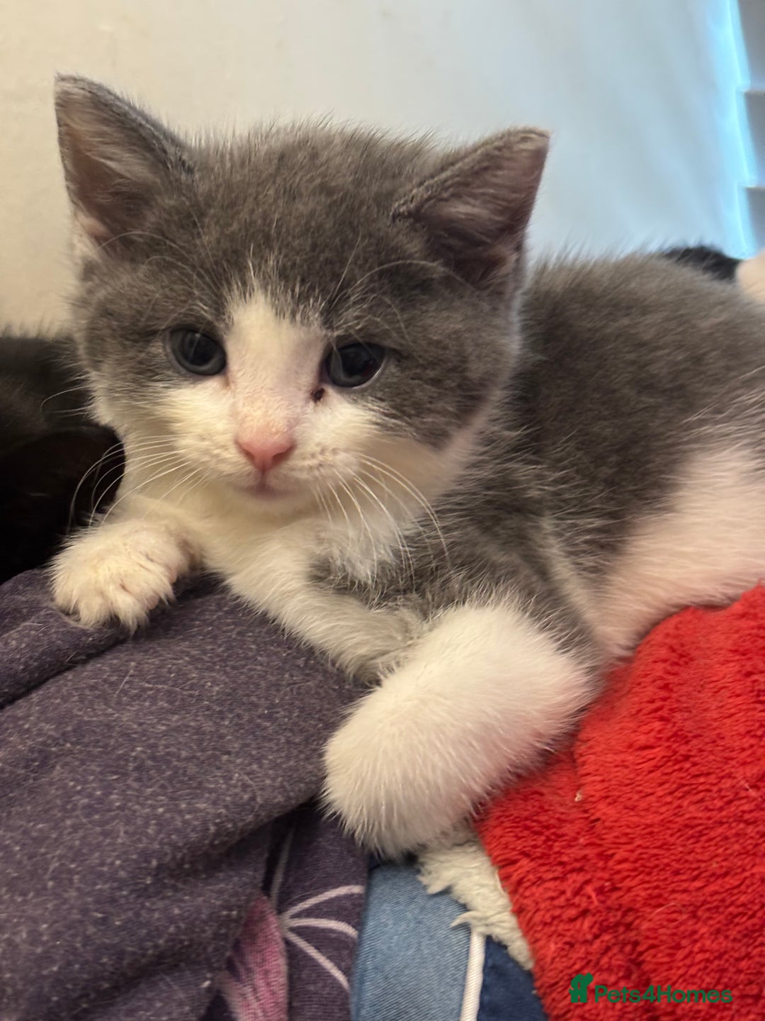 Mixed Breed cats for sale: Adorable Fluffy Kittens - Advert 17