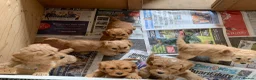 Cockapoo dogs for sale: Beautiful Cockapoo F1 puppies  - Advert 15