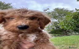 Labradoodle dogs for sale: Happy fun litter of medium sized Labradoodles  - Image 2