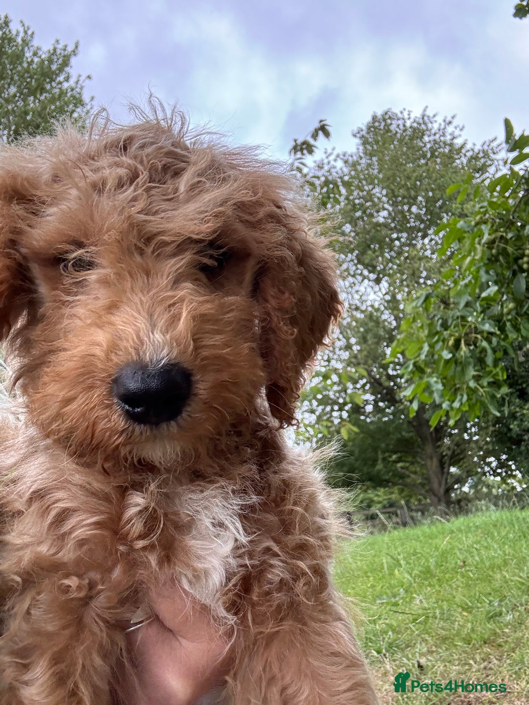 Labradoodle dogs for sale: Happy fun litter of medium sized Labradoodles  - Image 2