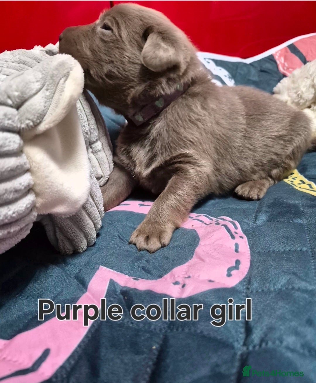 Labrador Retriever dogs for sale: 💎 Stunning Litter of 8 Silver Labradors 💎 - Advert 16