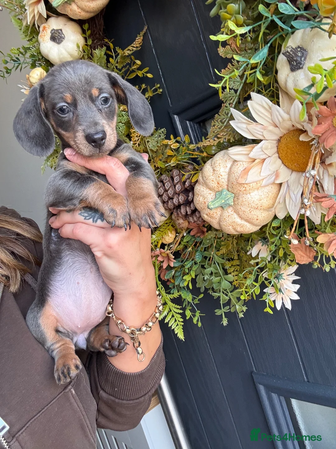 Miniature Dachshund dogs for sale: Miniature dachshund puppies  - Advert 2
