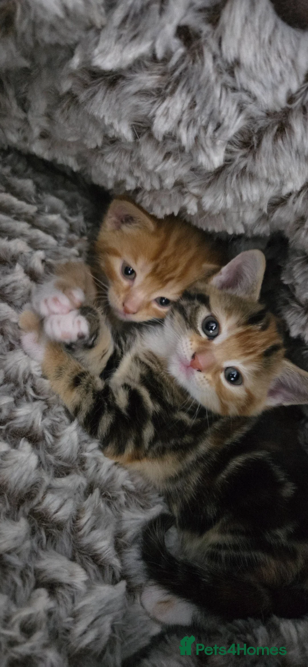 British Shorthair cats for sale: Kittie - Advert 3