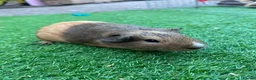 Guinea Pig rodents for sale: Guinea Pigs - Advert 3