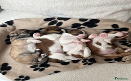 Lhasa Apso dogs for sale: Beautiful Lhasa apso puppies 🐶  - Image 6