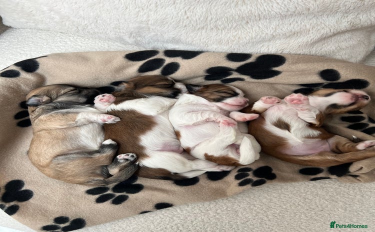 Lhasa Apso dogs - Advert 5