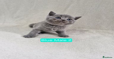 British Shorthair cats - Advert 2