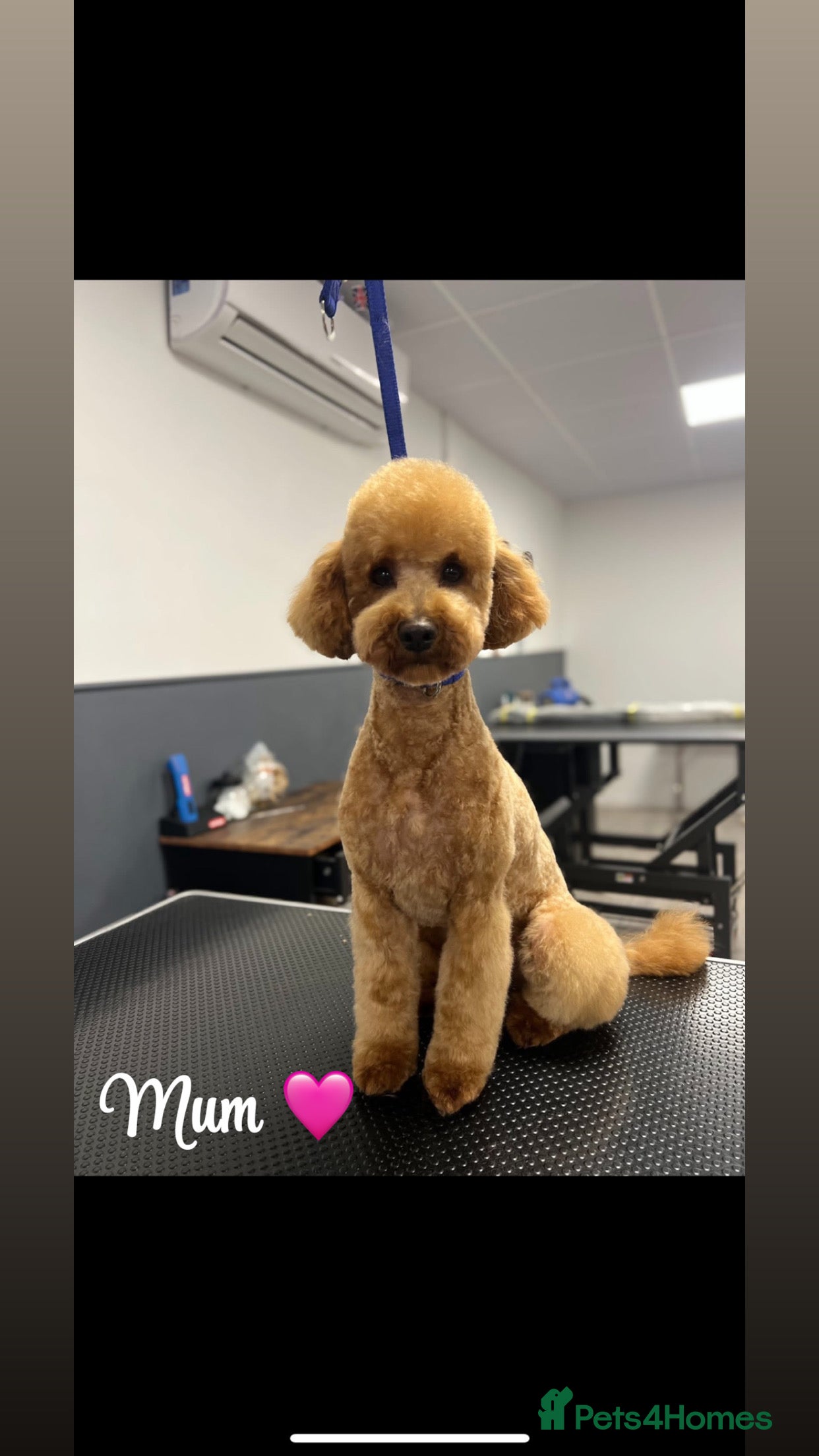 Cockapoo dogs Beautiful F1 cockerpoo for sale - Advert 18