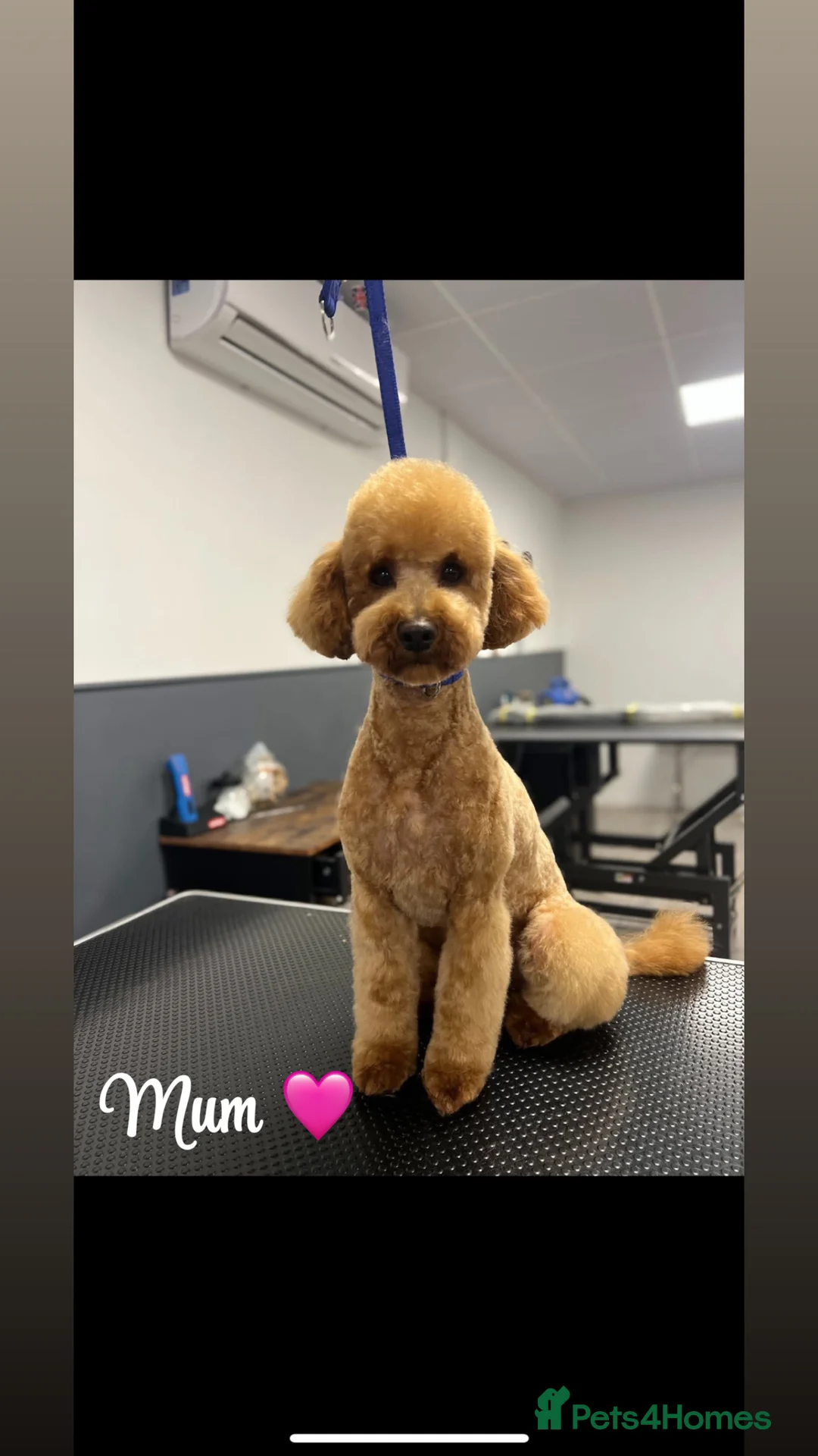 Cockapoo dogs for sale: Beautiful F1 cockerpoo for sale - Advert 1