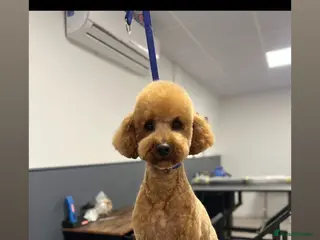 Cockapoo dogs Beautiful F1 cockerpoo for sale - Advert 18